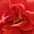Rdeča - Mini - pritlikave vrtnice - Flirting™